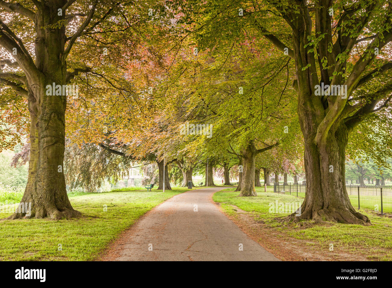 Von Bäumen gesäumten Weg in des Bischofs Wiese, Hereford, Herefordshire, England, UK Stockfoto