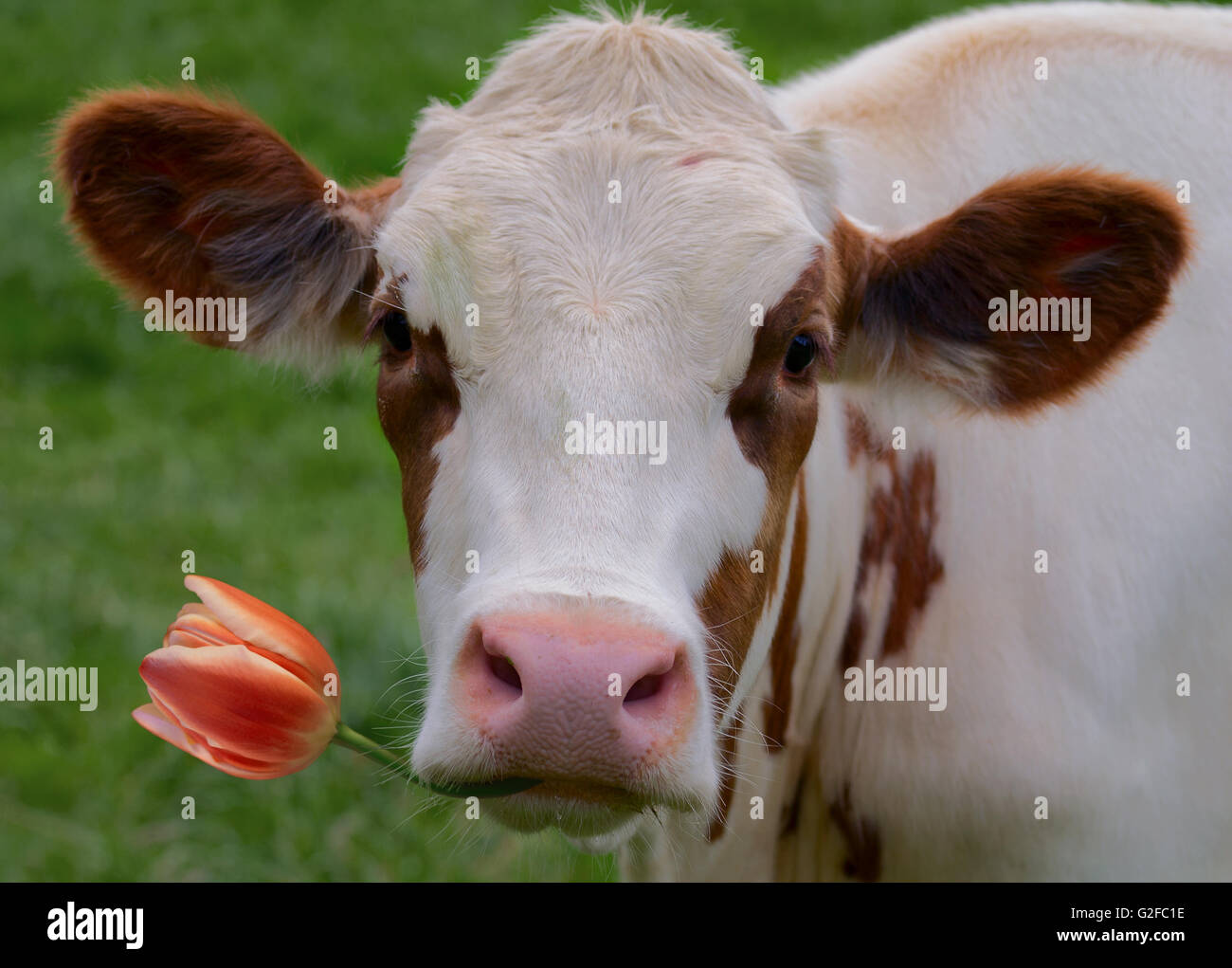 niedliche Holstein Friesian Kuh mit orange Tulpe in den Mund Stockfoto