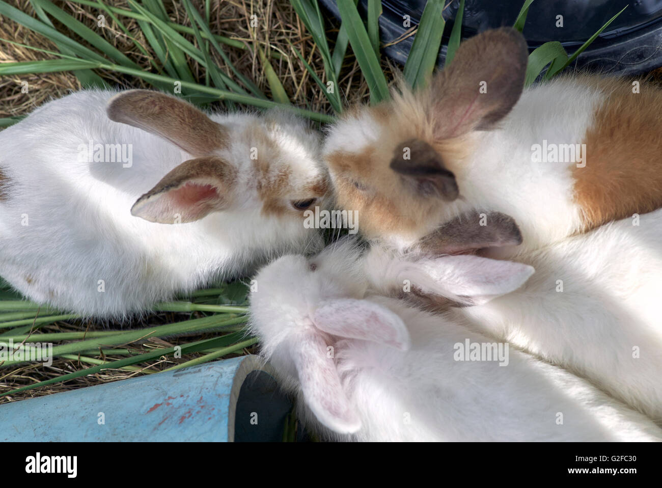 Gruppe der Fütterung von Kaninchen Stockfoto