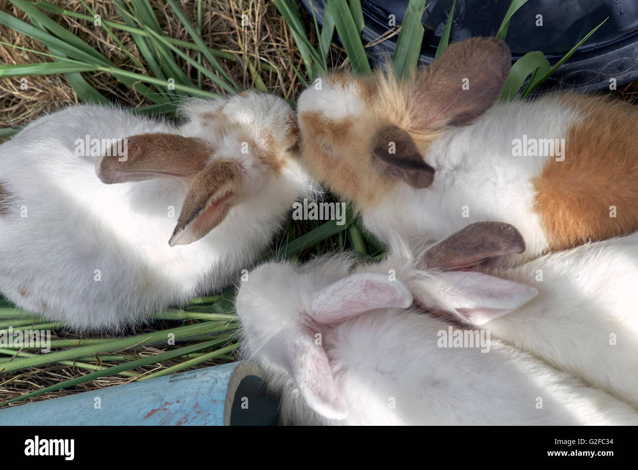 Gruppe der Fütterung von Kaninchen Stockfoto
