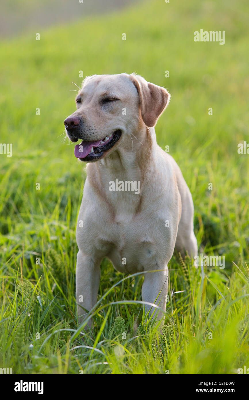 Ein golden Labrador-Jagdhund in Ausbildung Stockfoto
