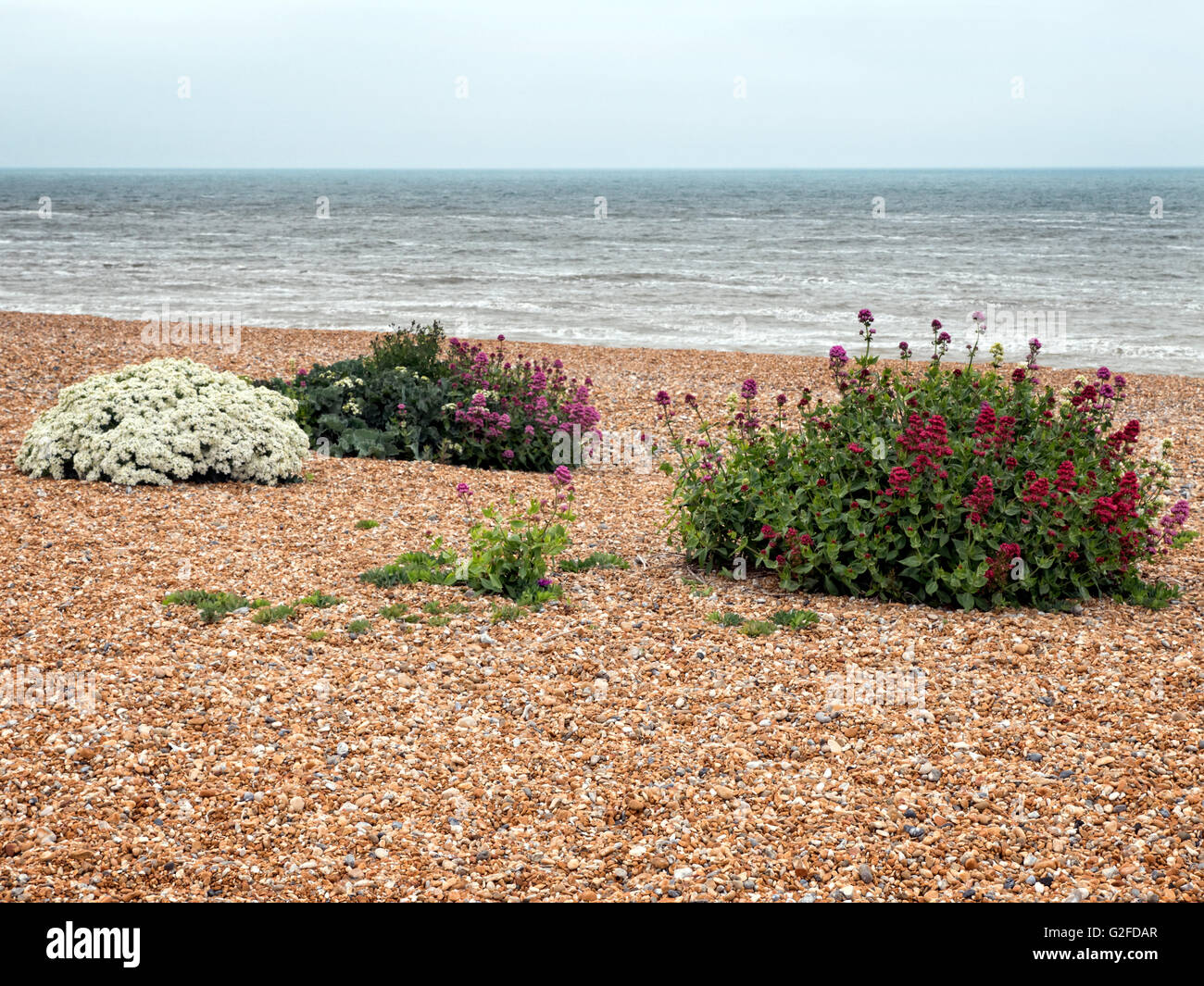 Der Strand von Deal Kent. Wilde Blumen blühen auf dem Kiesstrand im Frühsommer Stockfoto