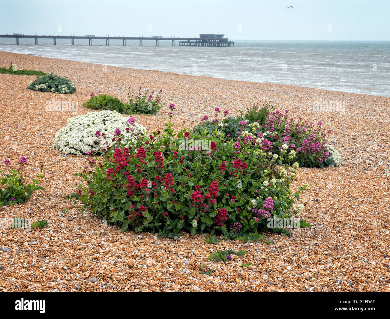 Der Strand von Deal Kent. Wilde Blumen blühen auf dem Kiesstrand im Frühsommer Stockfoto