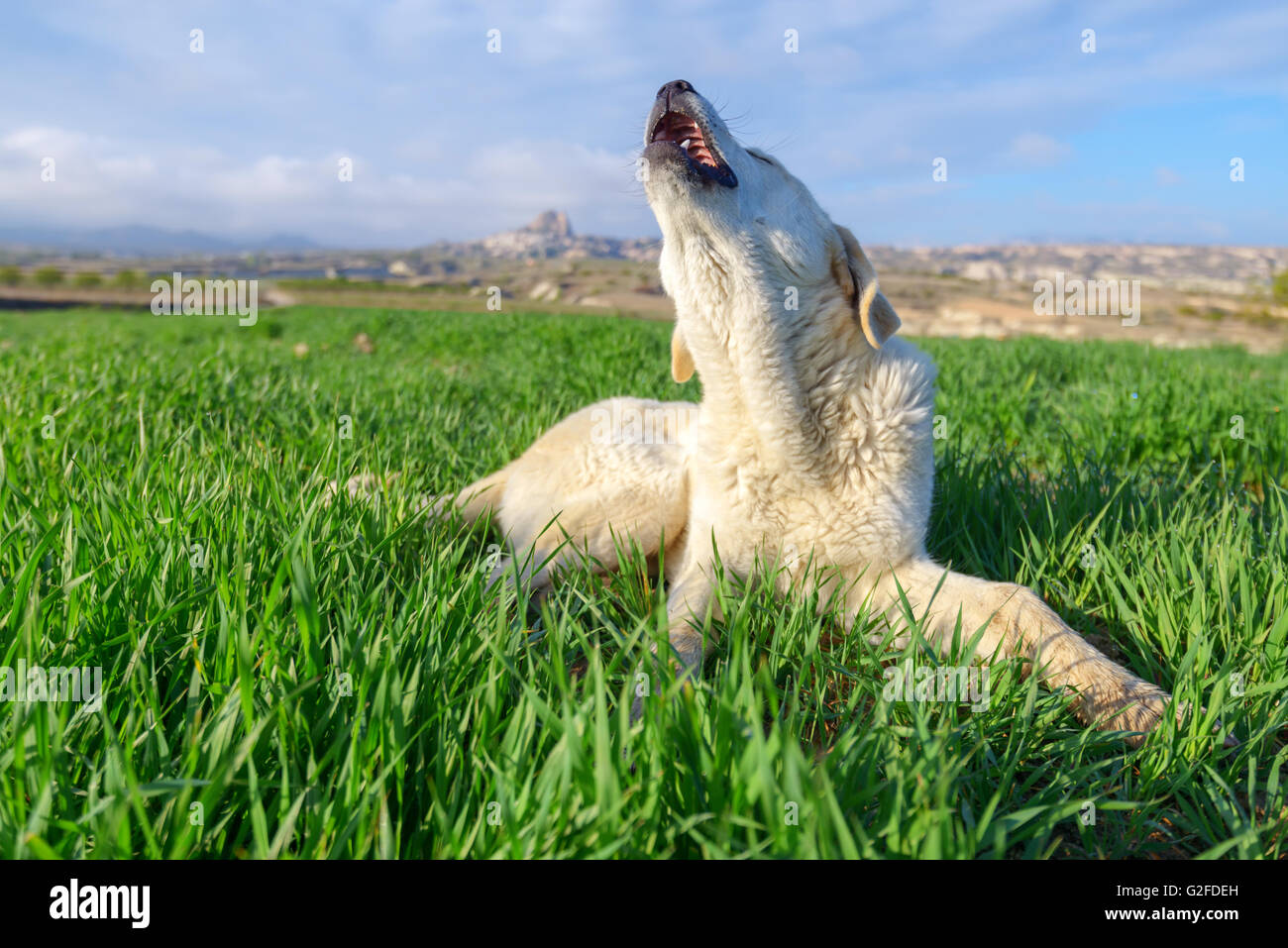 weißer Hund auf grünen Rasen Stockfoto
