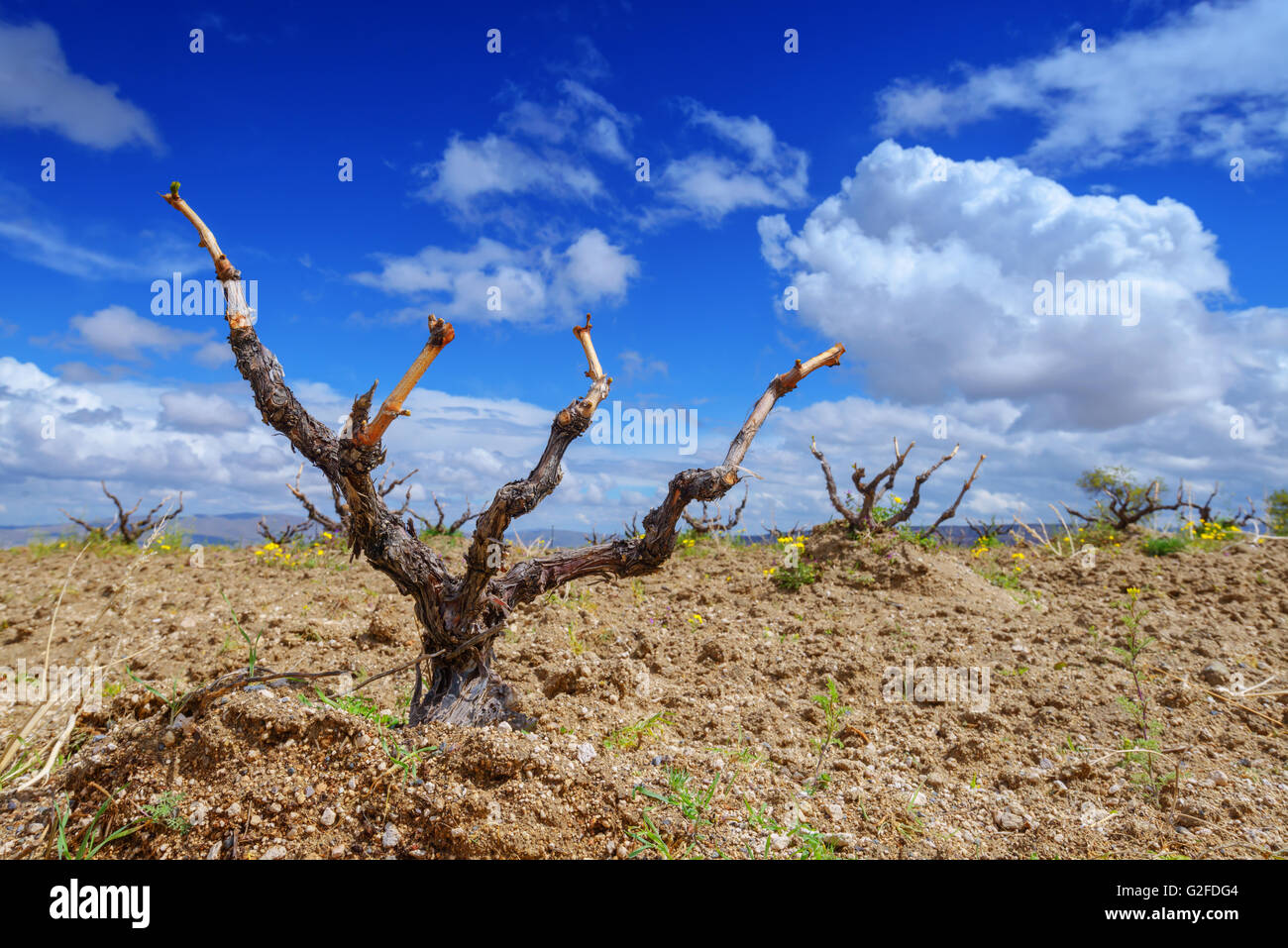 Blick auf altes Weingut im Frühling Stockfoto