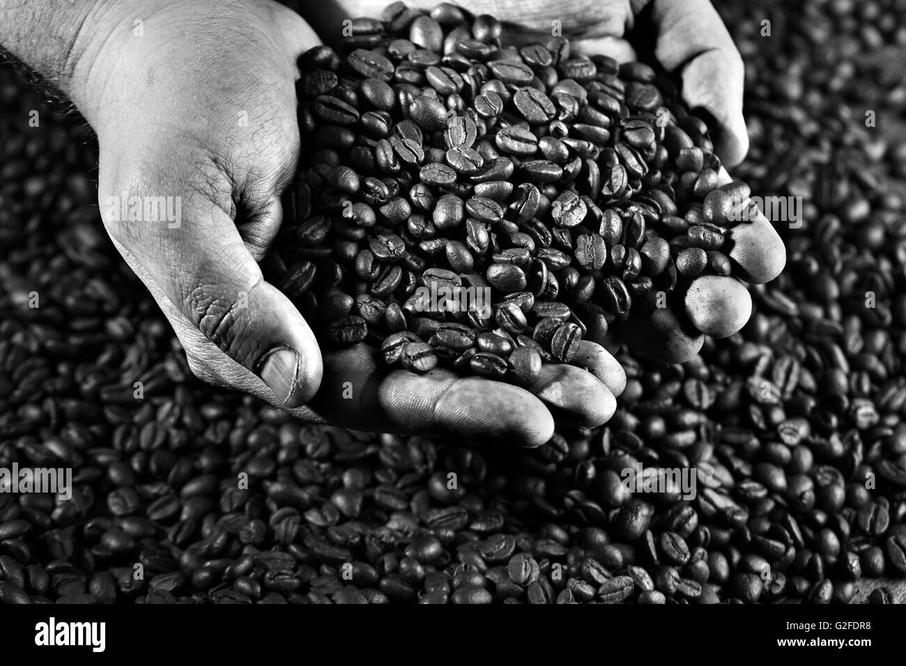 Männliche Arbeiter Hände halten frisch gerösteten dunkle Espresso Kaffeebohnen Stockfoto