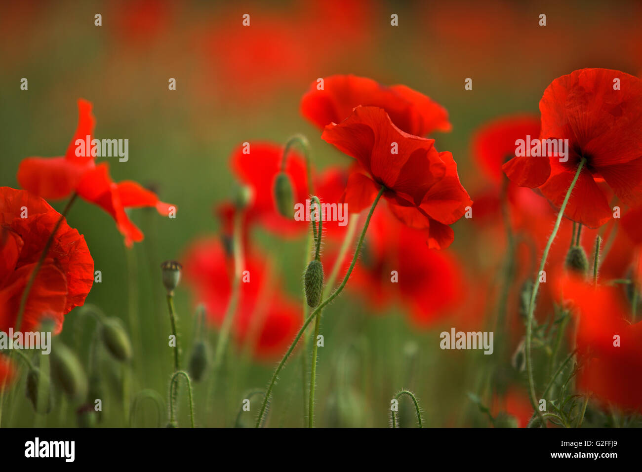 Ruhige idyllische Wiese mit schönen hellen roten Klatschmohn Blumen im Frühjahr an einem sonnigen Tag Stockfoto