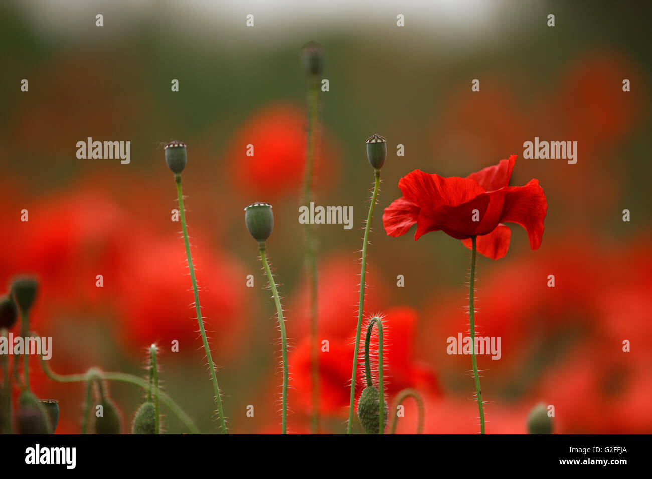 Ruhige idyllische Wiese mit schönen hellen roten Klatschmohn Blumen im Frühjahr an einem sonnigen Tag Stockfoto