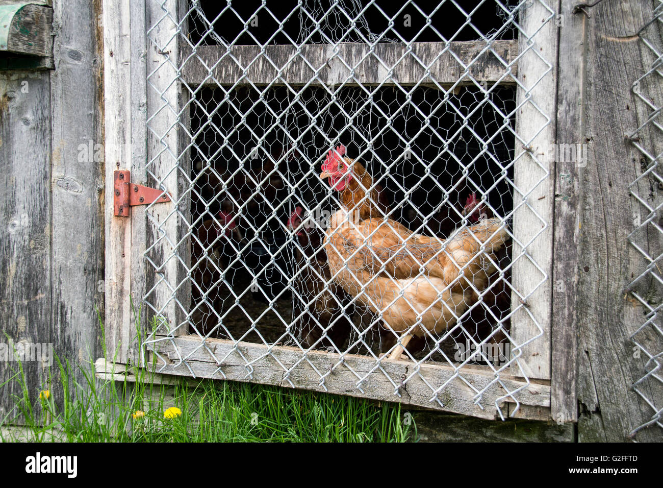 braune Huhn Chicken Coop Tür beobachten Stockfoto