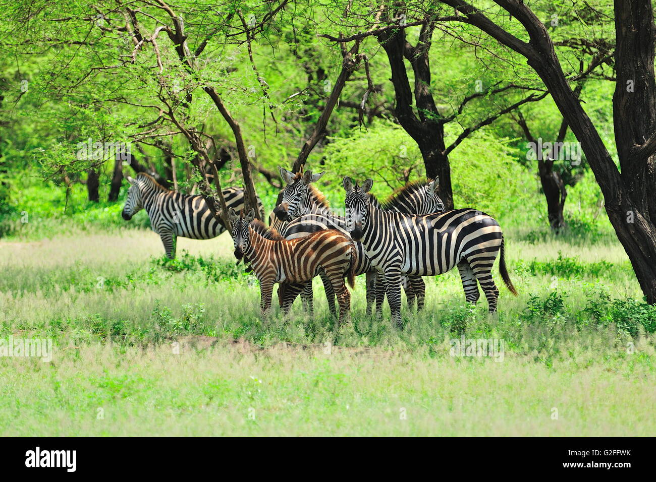 Zebras, suchen Schatten unter üppigen Bäumen während der Mittagshitze Stockfoto