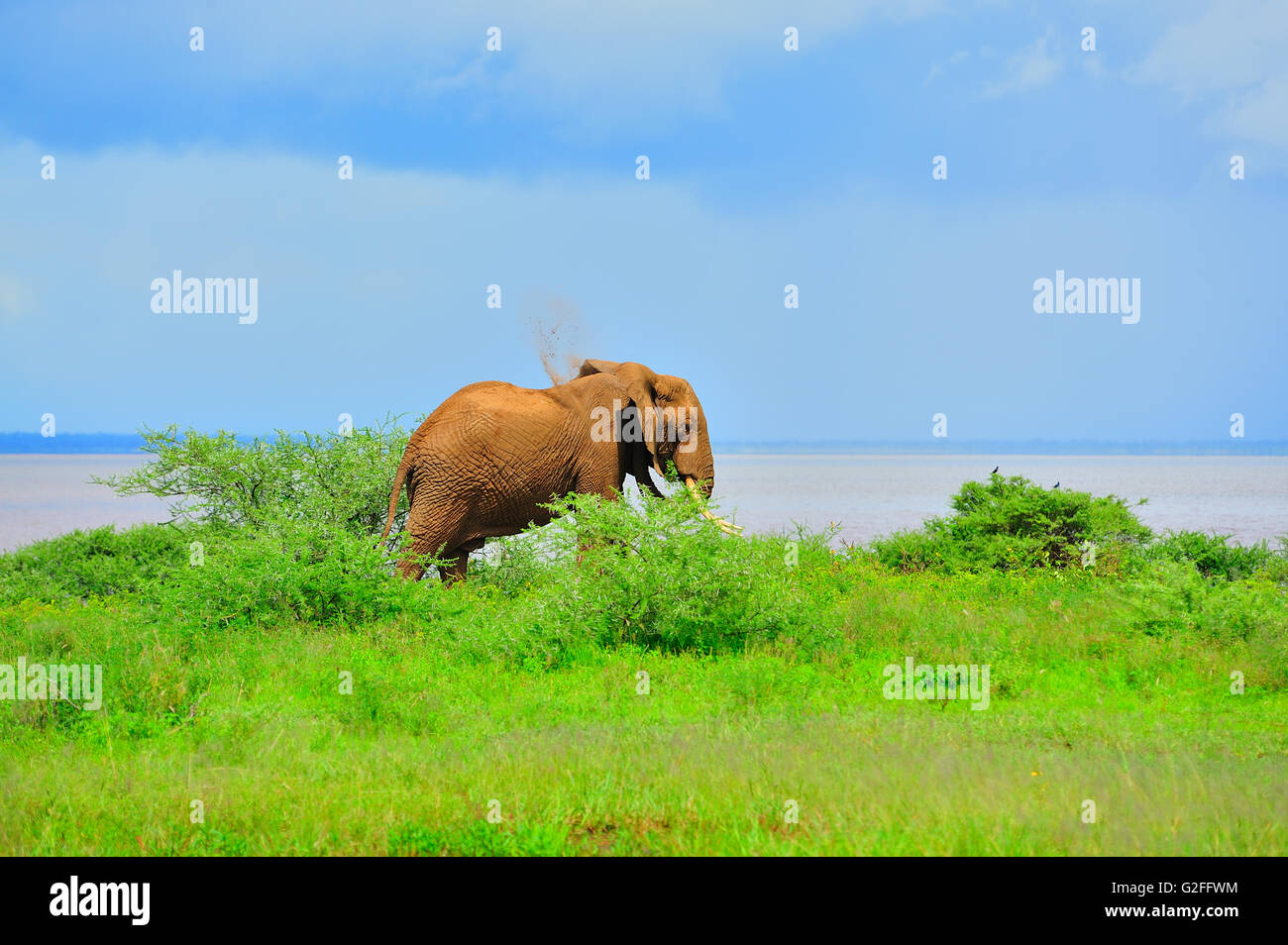 Elefant unter einer Staubdusche am Ufer des Lake Manyara Stockfoto