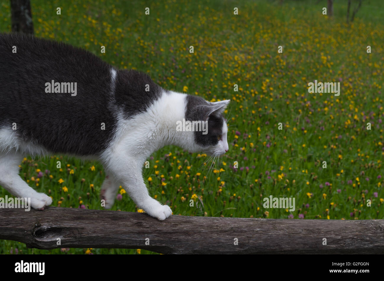 Die Katze balancieren auf einem Holzbalken Stockfotografie - Alamy