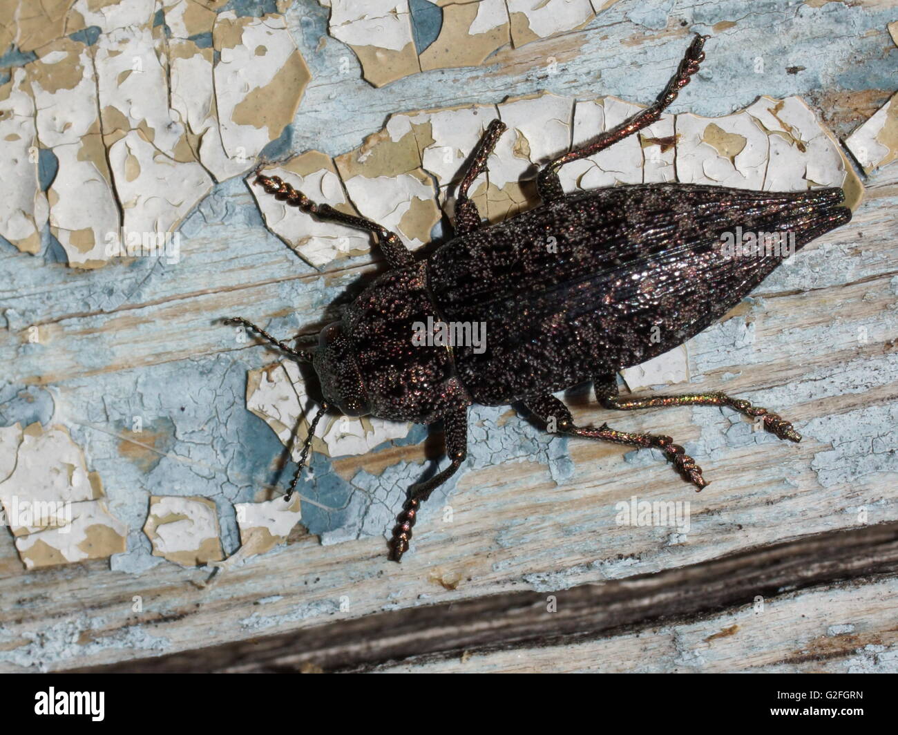 Stilvolle Käfer auf alten Boards. Dicerca furcata Stockfoto
