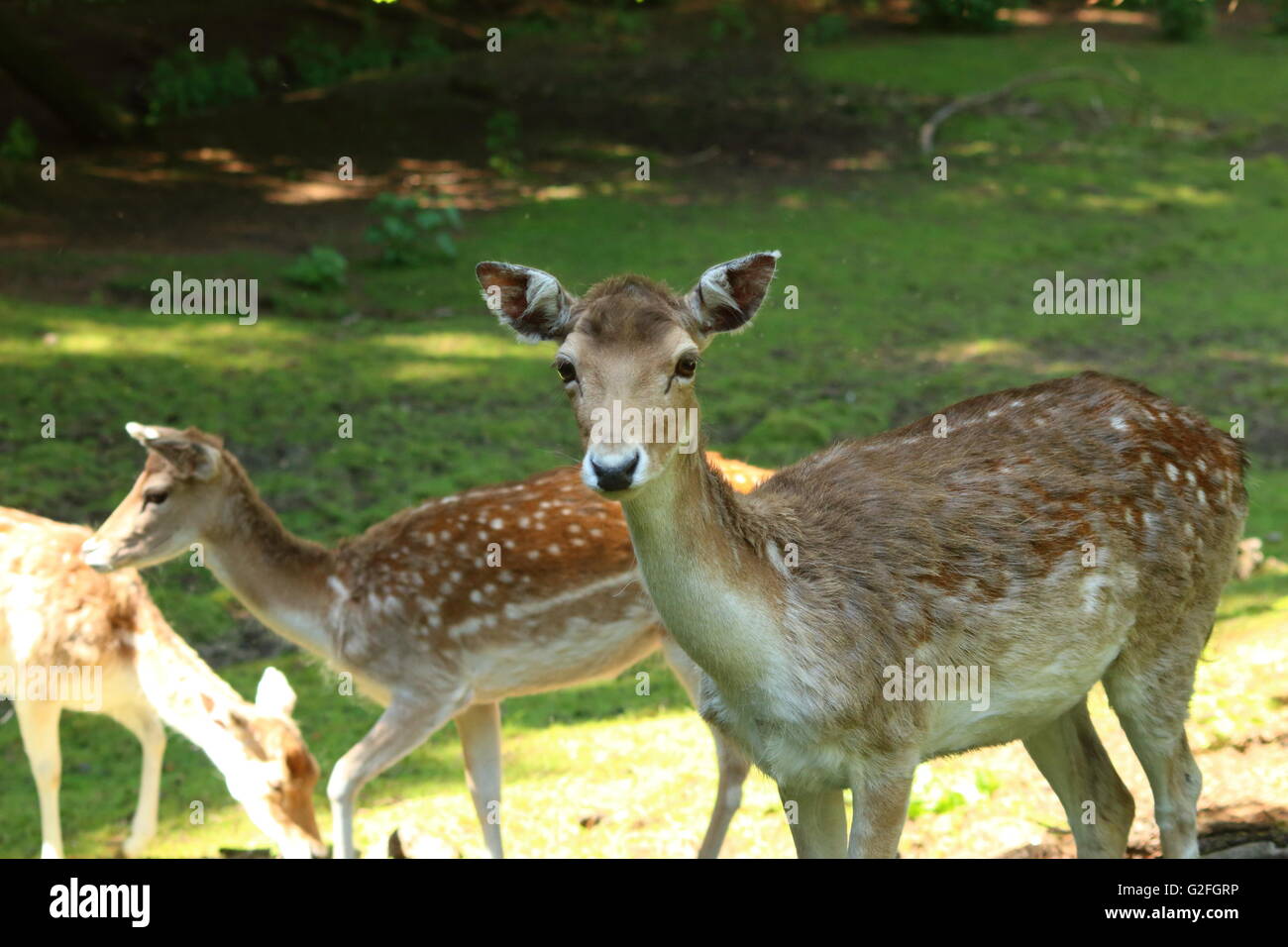 Junge Hirsche auf Dean Castle Country Park, Kilmarnock Stockfoto