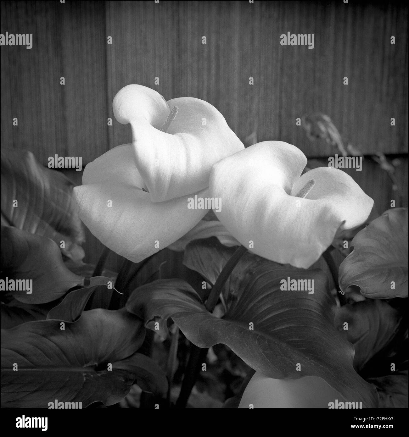 Calla-Lilien, Nahaufnahme Stockfoto