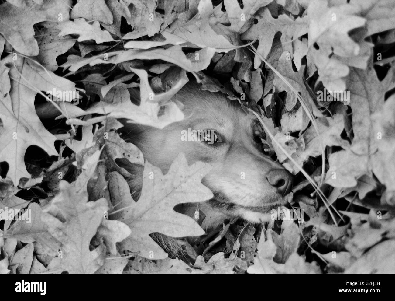 Hund liegend getrockneten Blätter, Nahaufnahme des Gesichts Stockfoto