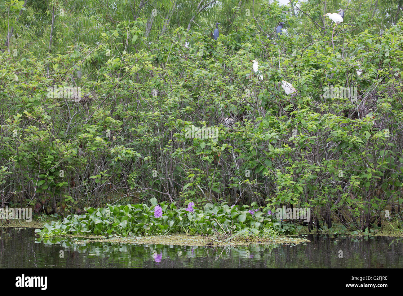 Flecken von Wasserhyazinthe (Eichhornia crassipes} in von Menschen angefertigten Miller's Lake neben Vogelnisterei Stockfoto