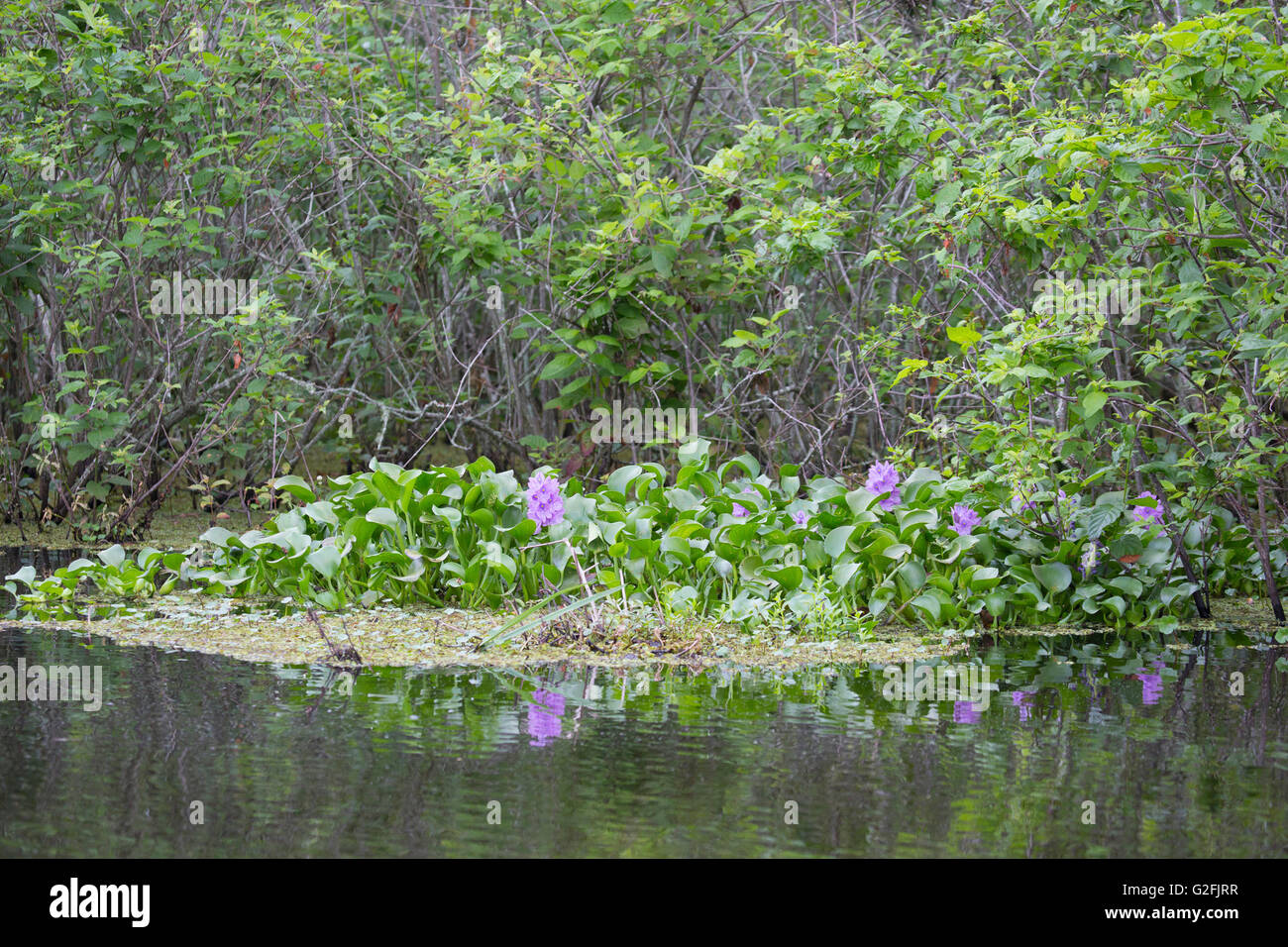 Ein Fleck von Wasserhyazinthen (Eichhornia crassipes), das im künstlichen See wächst Stockfoto