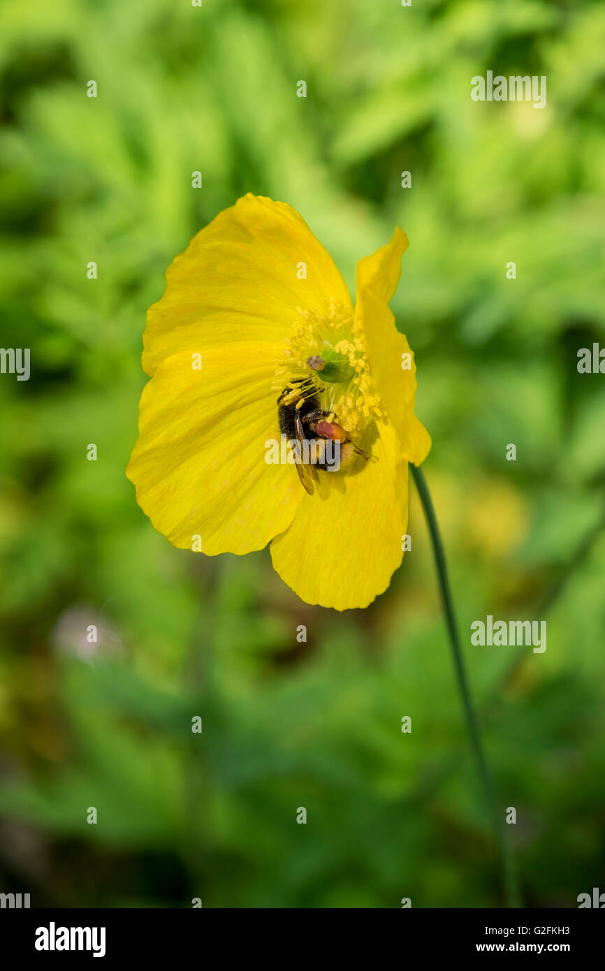 Biene auf eine schöne gelbe Blume mit weichen grünen Hintergrund Stockfoto