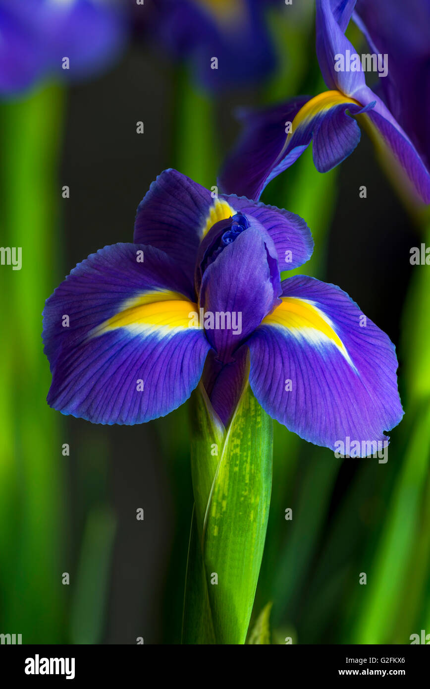 Iris Blume - Nahaufnahme Stockfoto