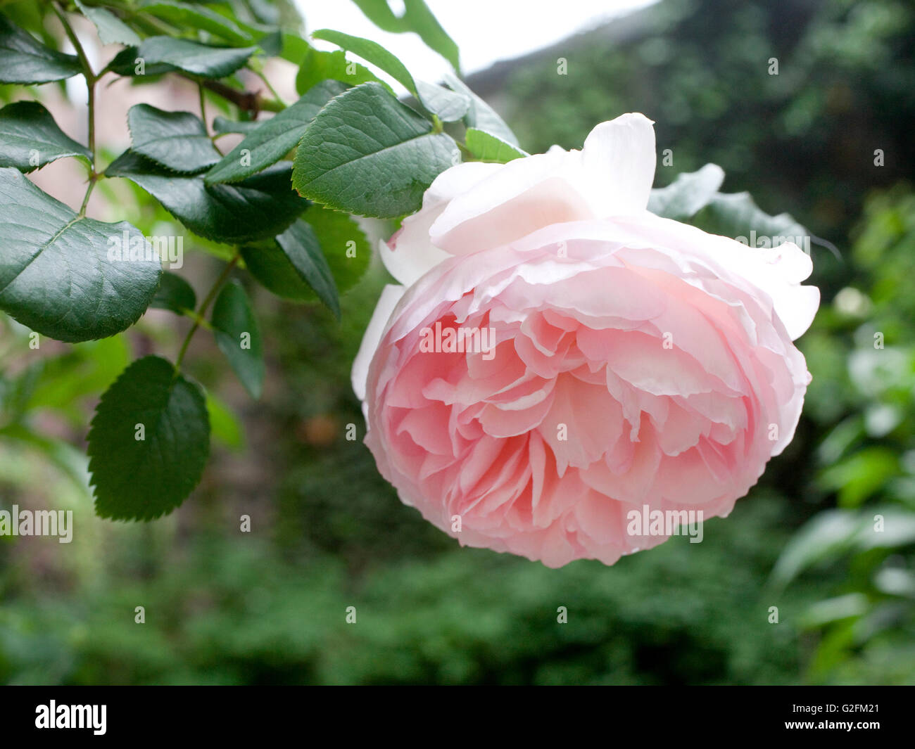 Blühende Rose im Garten Stockfoto