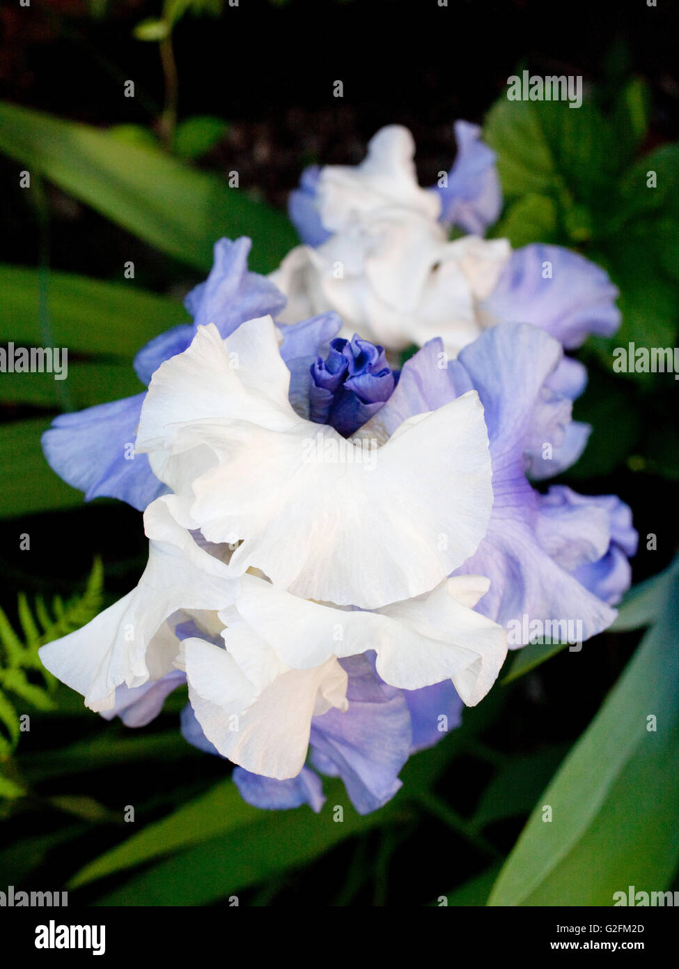 Iris im Garten Stockfoto