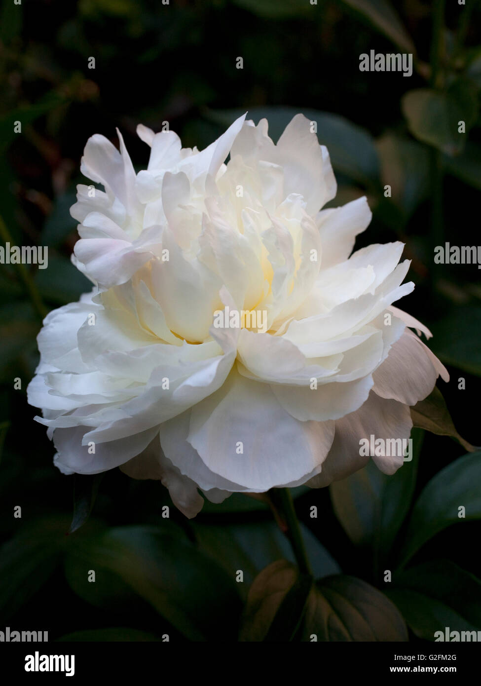 Blühende Pfingstrosen im Garten Stockfoto