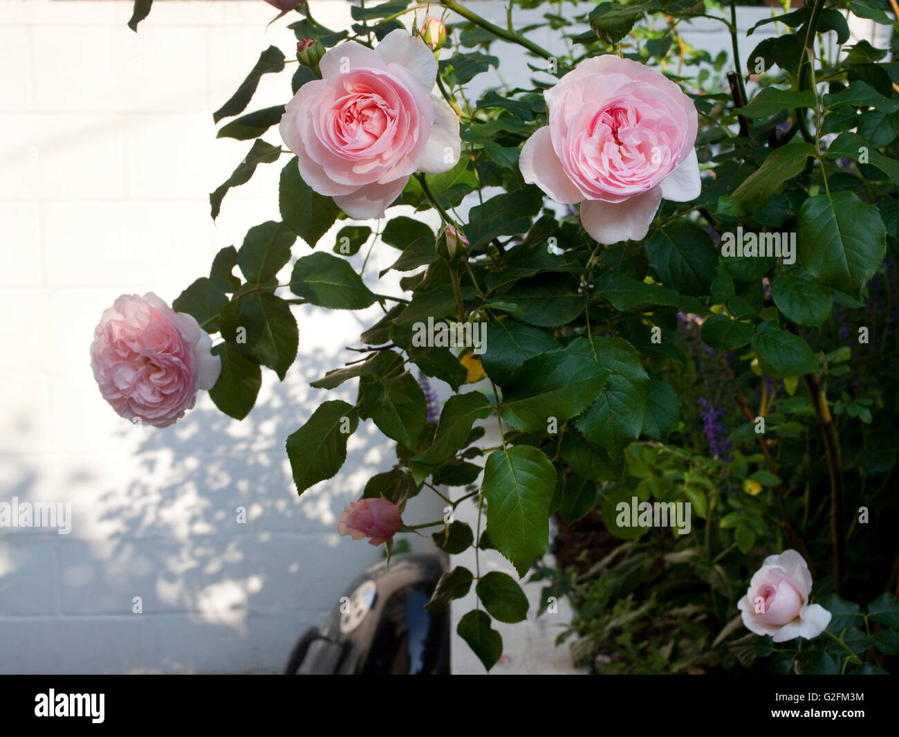 Blühende Rosen im Garten Terrasse Stockfoto