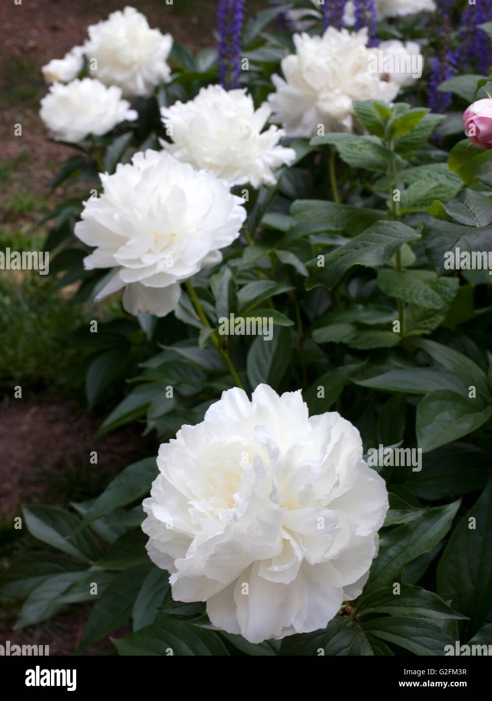 Weiß blühende Pfingstrosen im Garten Stockfoto