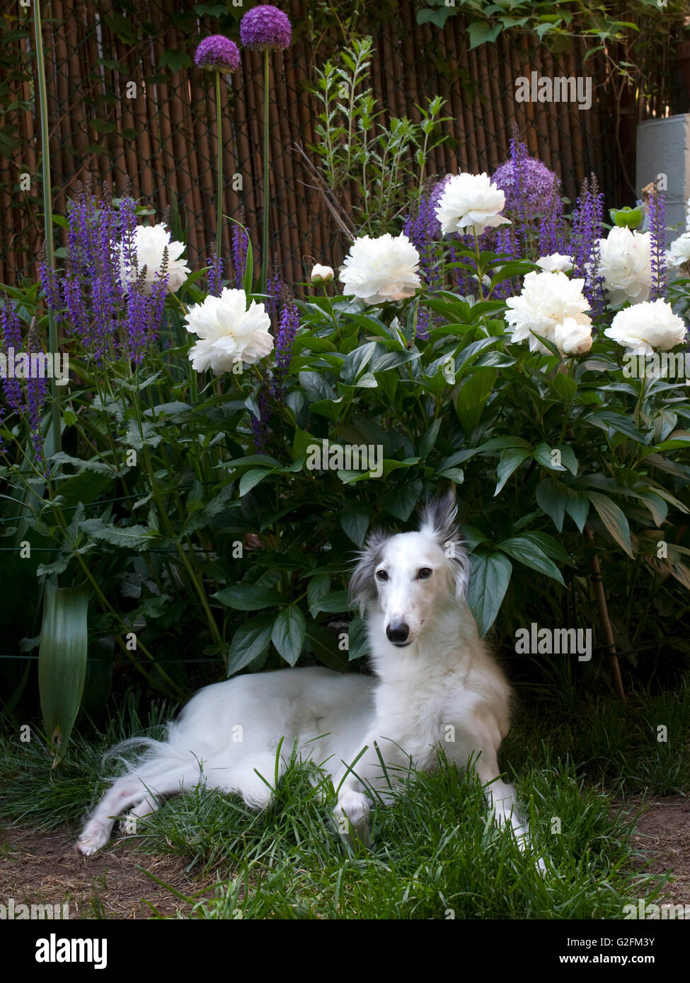 Ruhenden Silken Windhound Hund im Garten und Hof Stockfoto