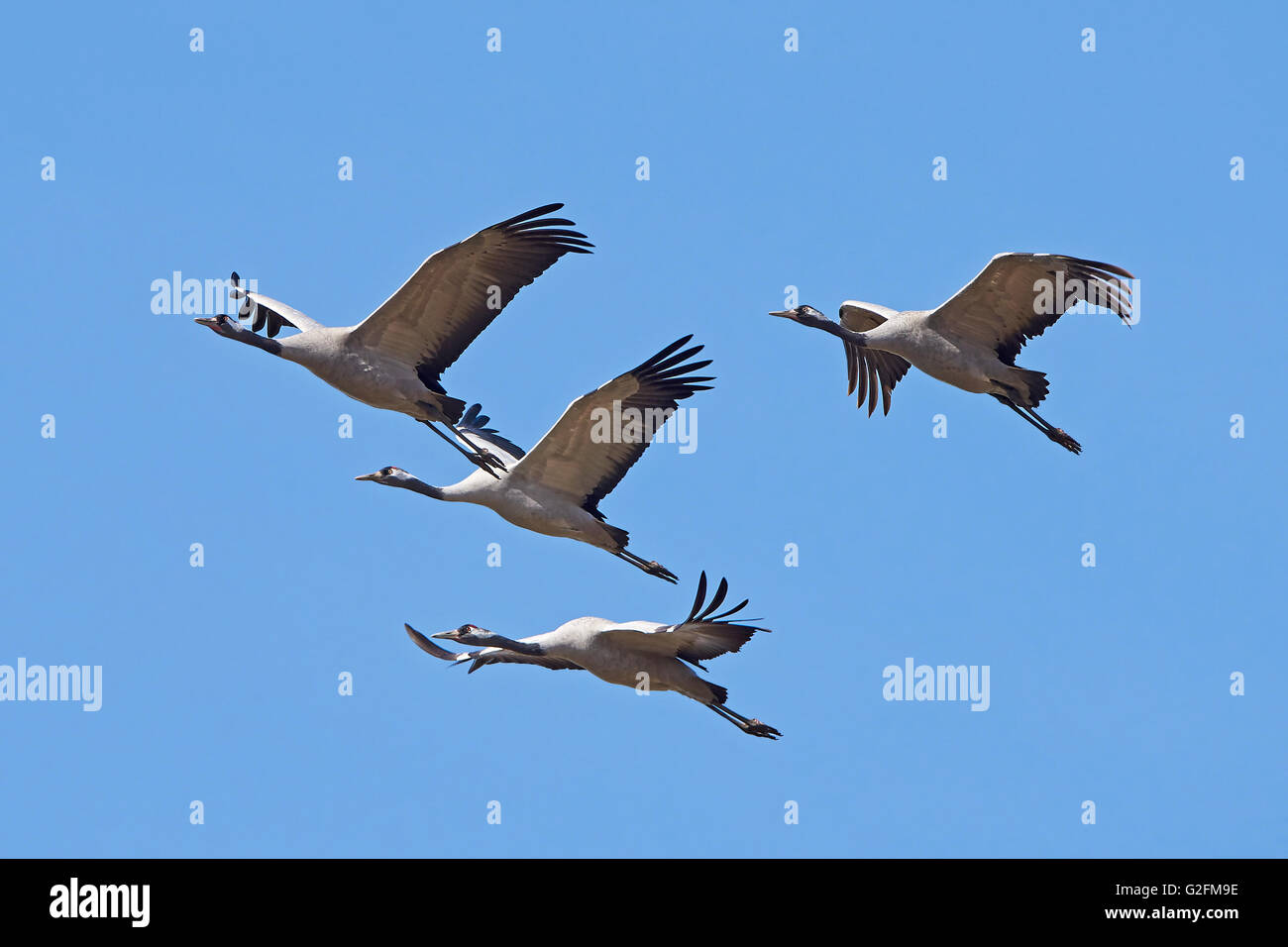 Kraniche im Flug mit blauem Himmel im Hintergrund Stockfoto