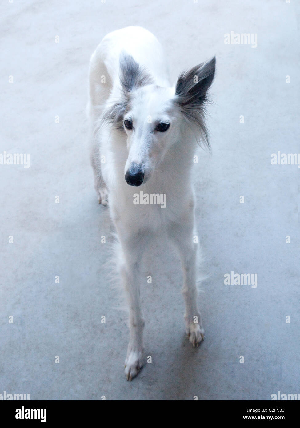 Silken Windhound Stockfoto