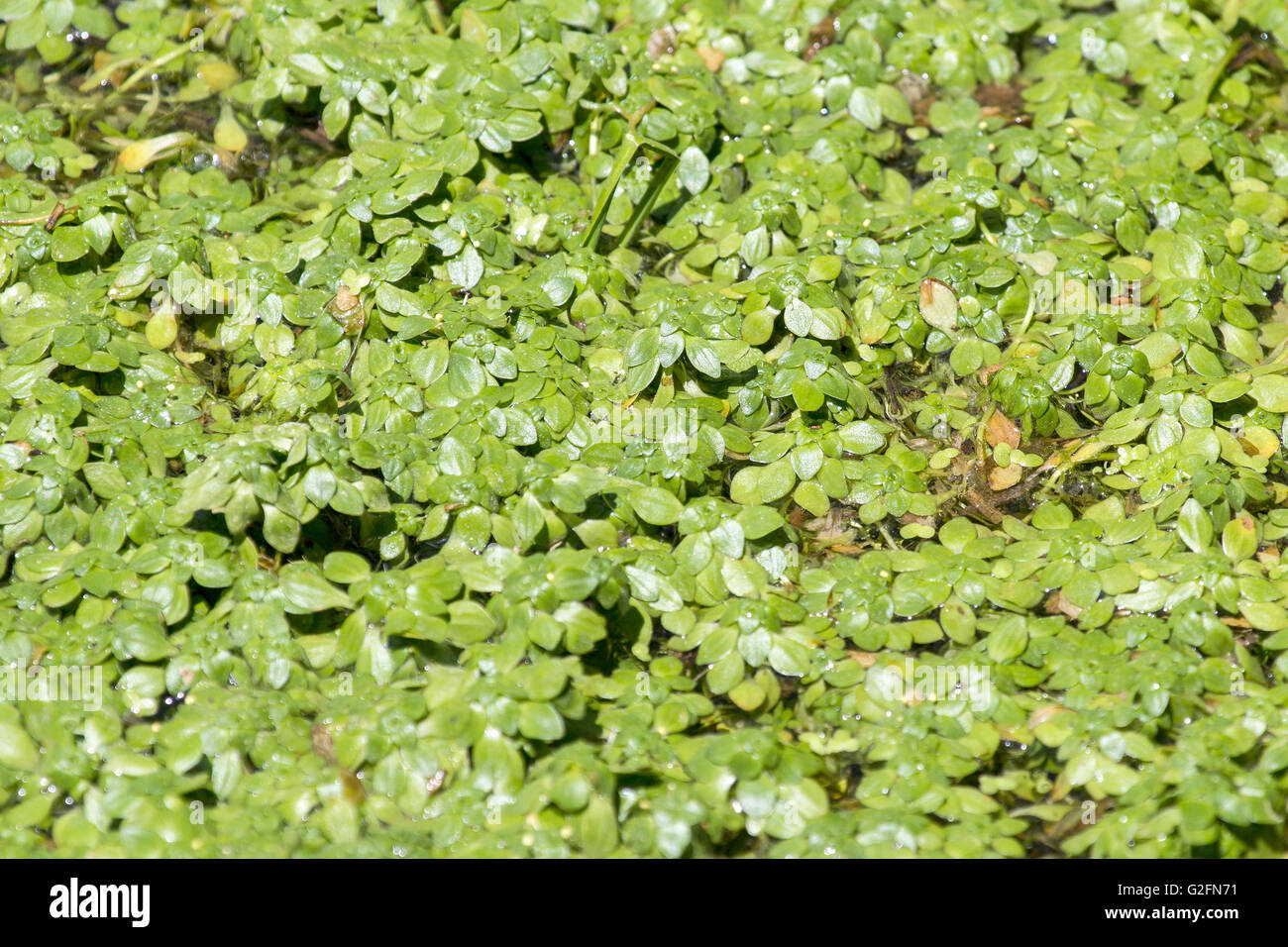 Leuchtend grüne Wasserpflanzen wachsen in der Sonne Stockfoto