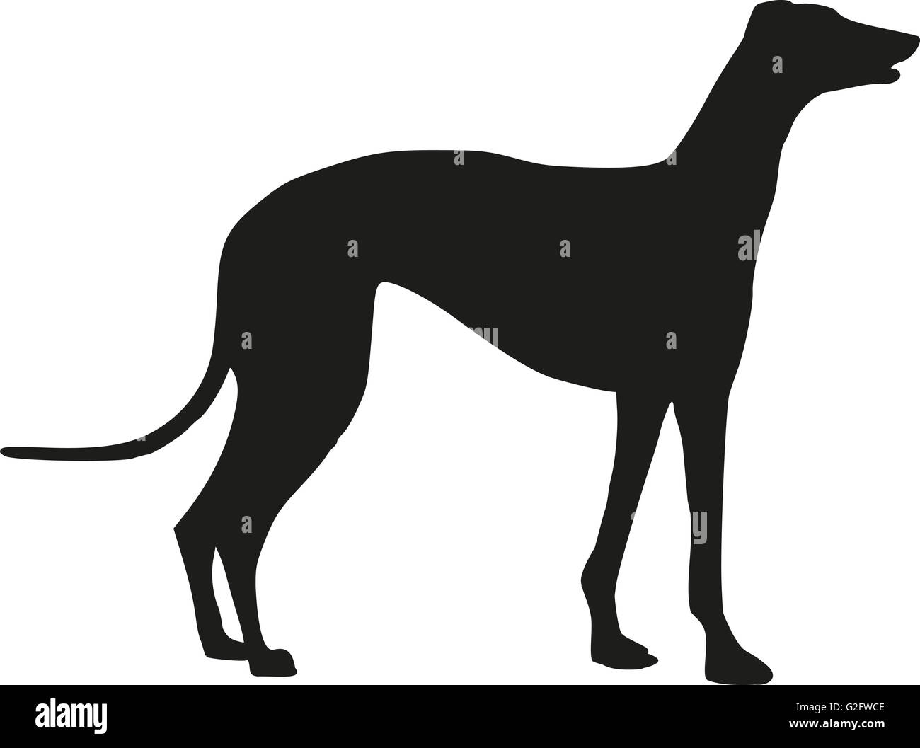 Greyhound Hund stehend silhouette Stockfoto
