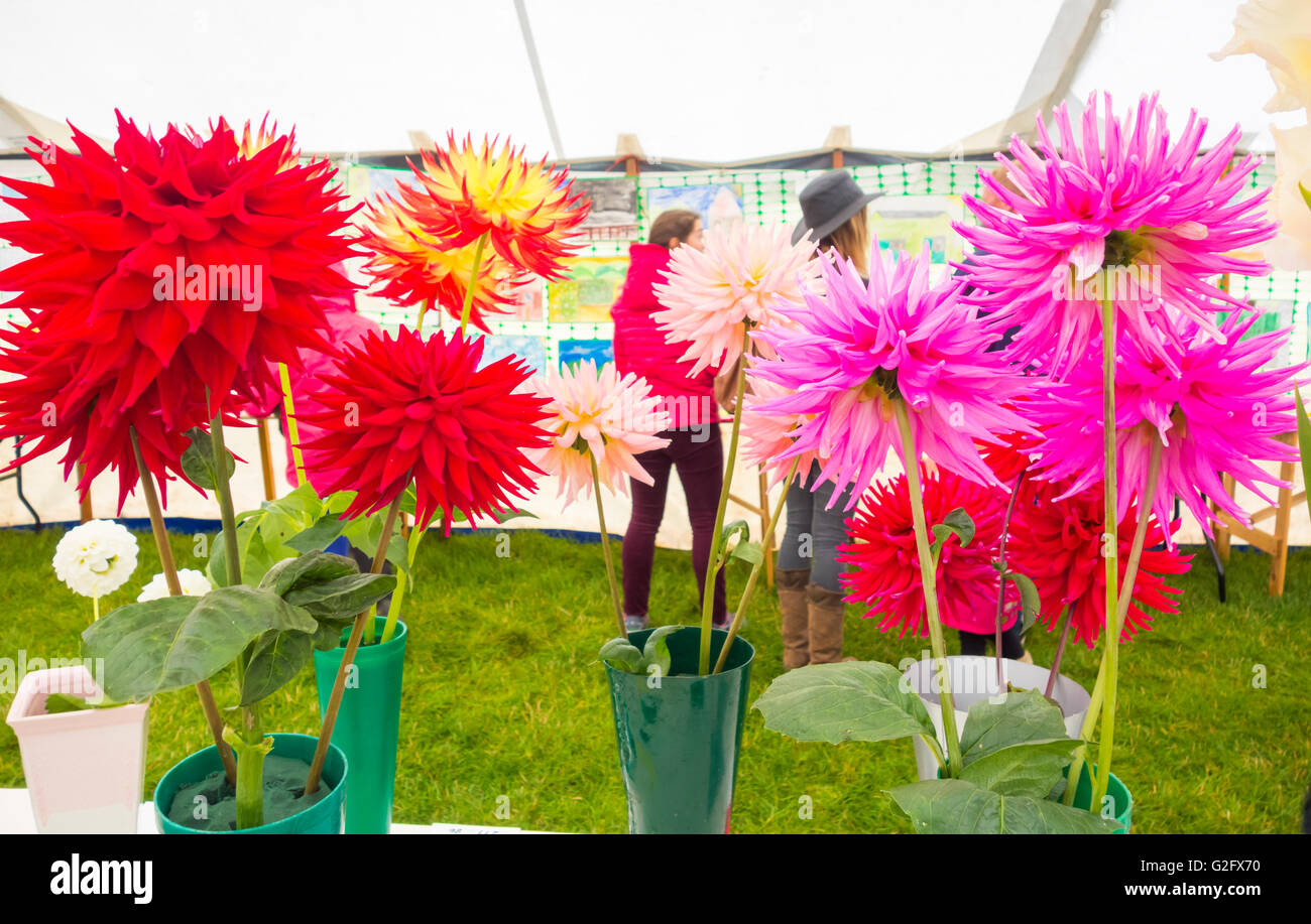 Preis gewinnende Dahlia Blumen und Gemüse auf Kildale Messe, North Yorkshire, England. UK Stockfoto