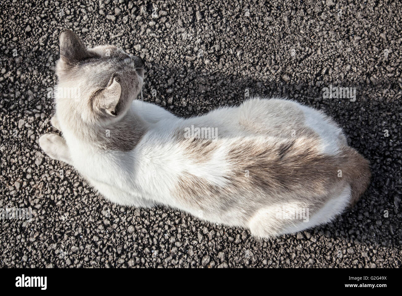 Porträt von Katze auf Asphalt, High Angle View Stockfoto