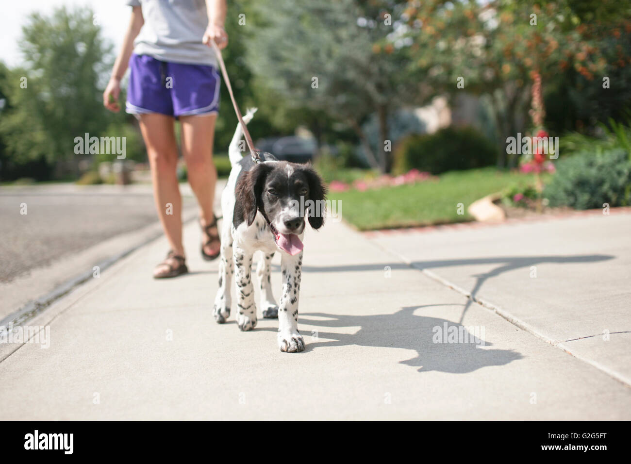 Teenager-Mädchen zu Fuß Hund Stockfoto