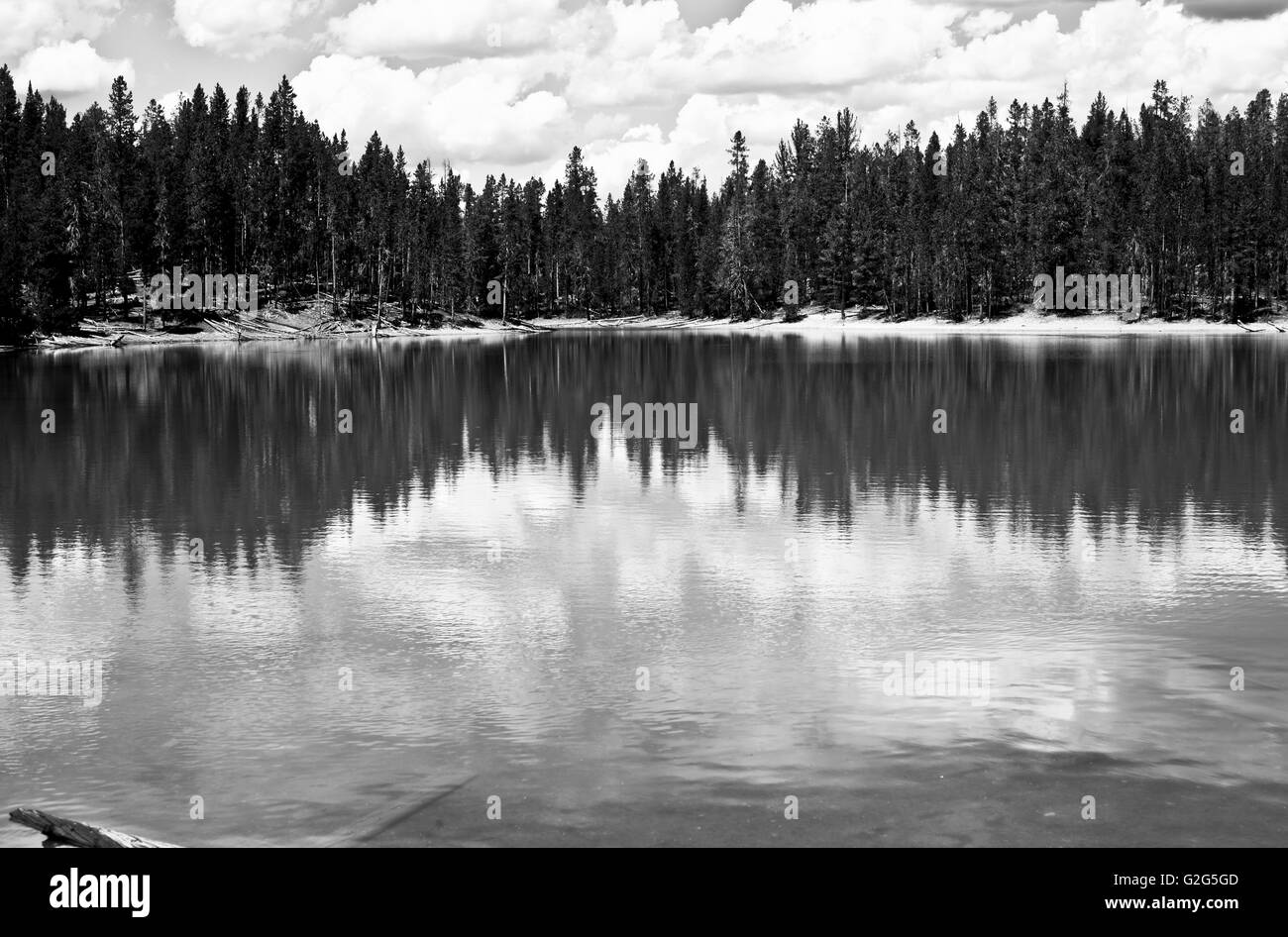 Wald Bäume Reflexion in Lake, Yellowstone National Park, USA Stockfoto