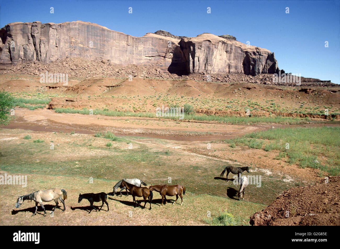 Pferde im Navajo Indian Reservation, Arizona. Stockfoto