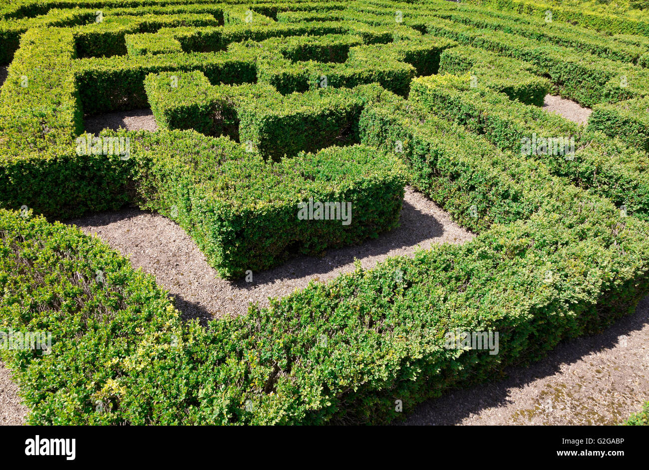 Verzierte Schachtel Absicherung, Hatfield House, Hertfodshire, versunkene Knoten Garten Detail mit Labyrinth niedrigen Buchsbaum Absicherung Stockfoto