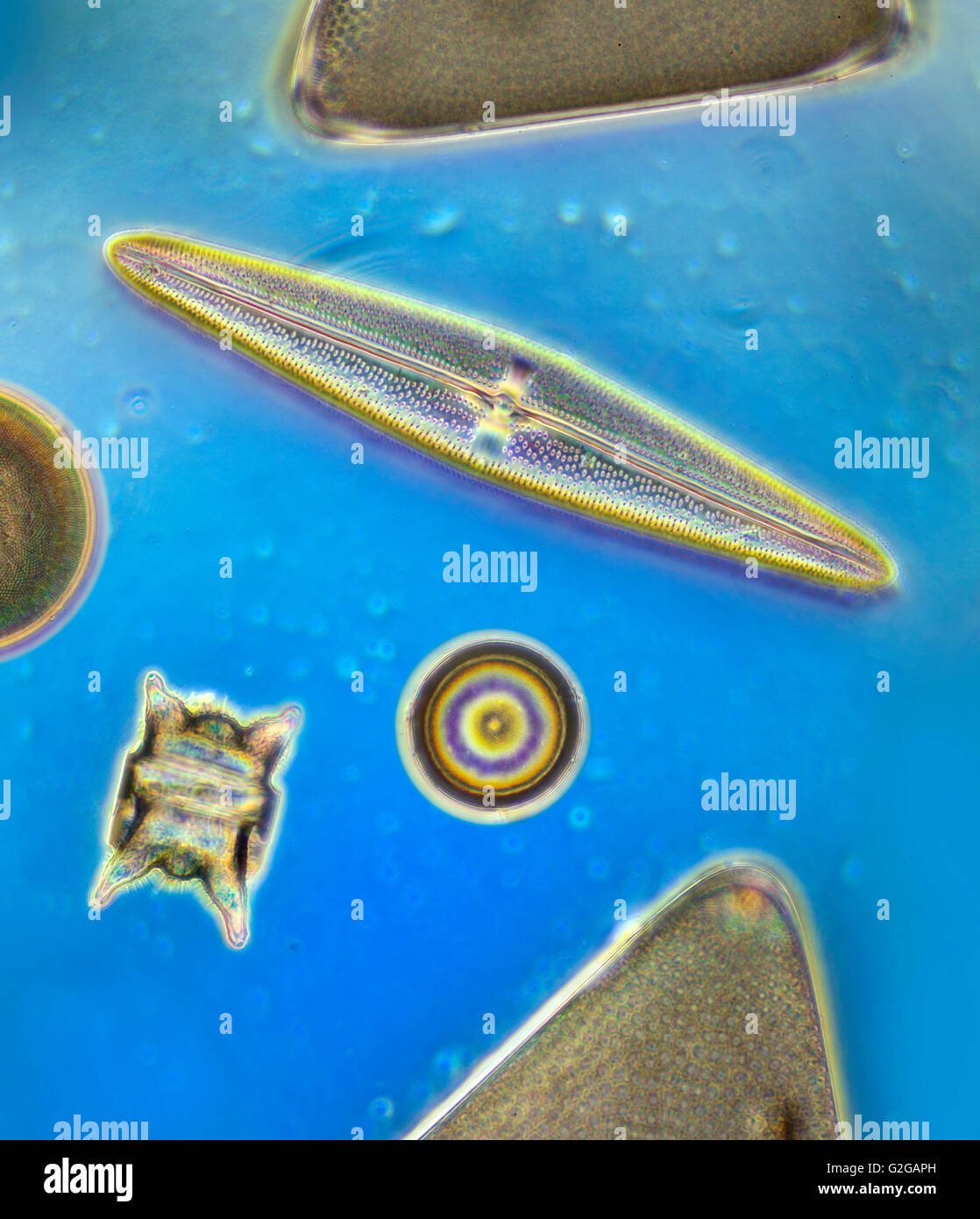 Eine vielfältige Auswahl an Diatomee Formen, centric, pennate, blaue Dunkelfeld Mikrophotographie. Stockfoto