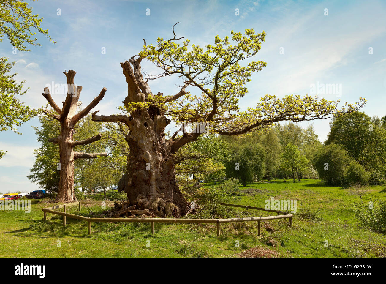 Hatfield House Parkland, alten Eichen. strahlende Sonne Stockfoto