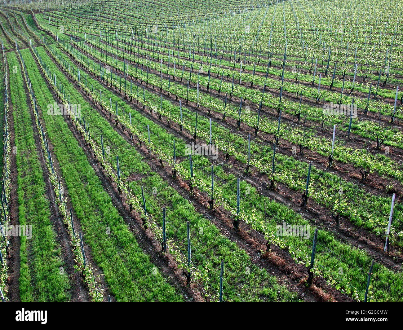 Barolo Weingut Arborina bei La Morra im Frühjahr Stockfoto