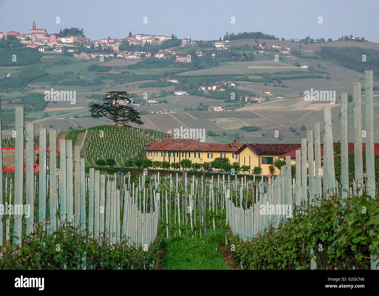 Barolo-Gebiet, Montezemolo Familie Monfalletto Weingut mit berühmten Zeder, ein Diano d ' Alba im Hintergrund Stockfoto