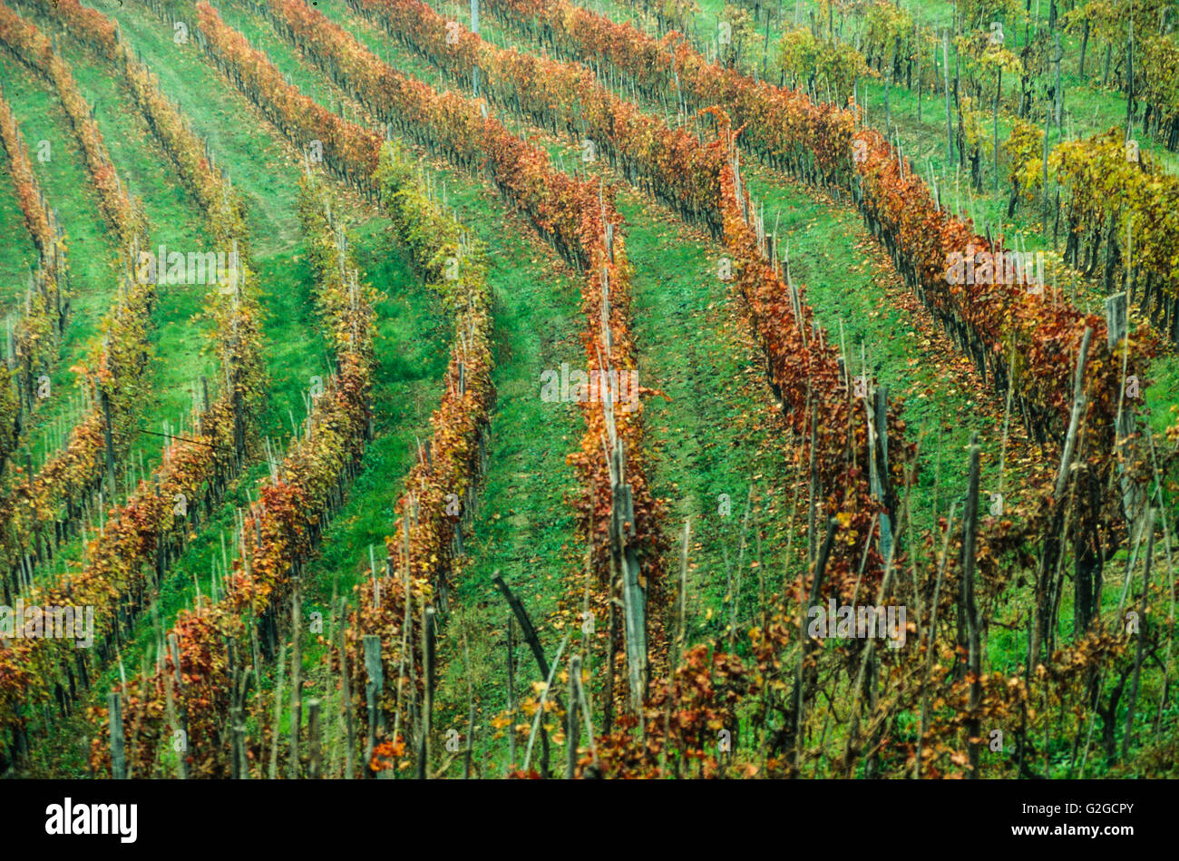 Barolo Weinberg im Herbst nach der Ernte Stockfoto