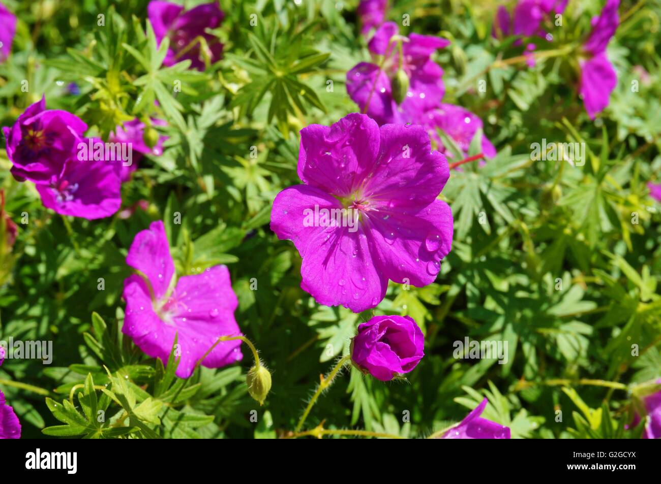 Lila wilden Geranien Blumen Stockfoto
