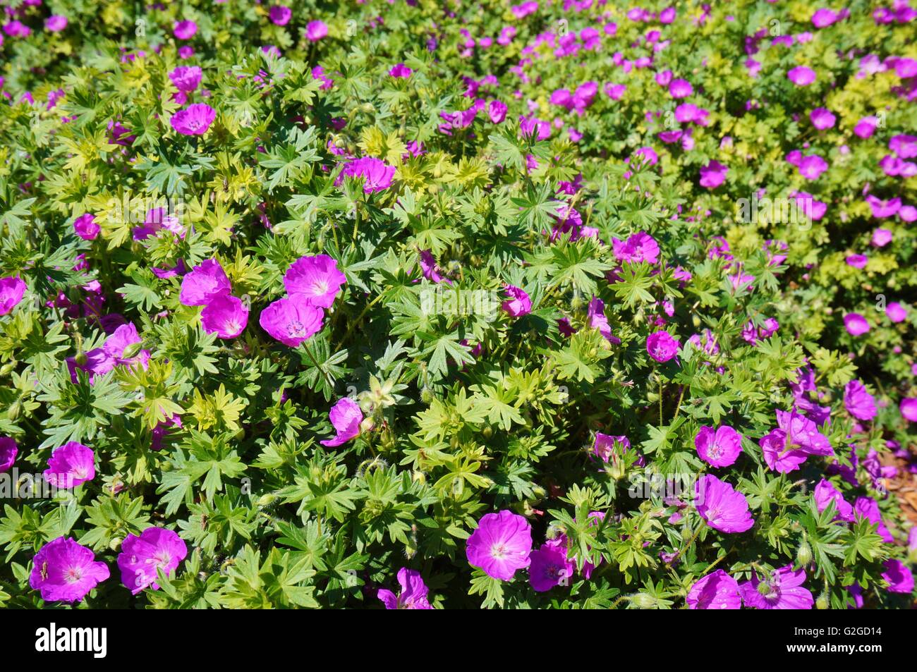 Lila wilden Geranien Blumen Stockfoto