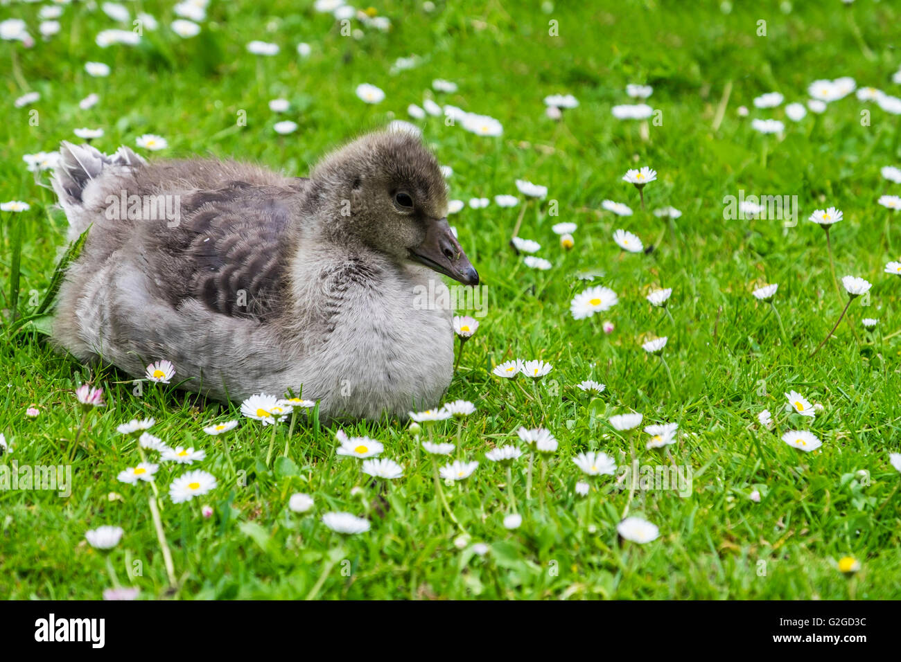 Niedliche Gosling sitzen auf dem Rasen unter Gänseblümchen Stockfoto