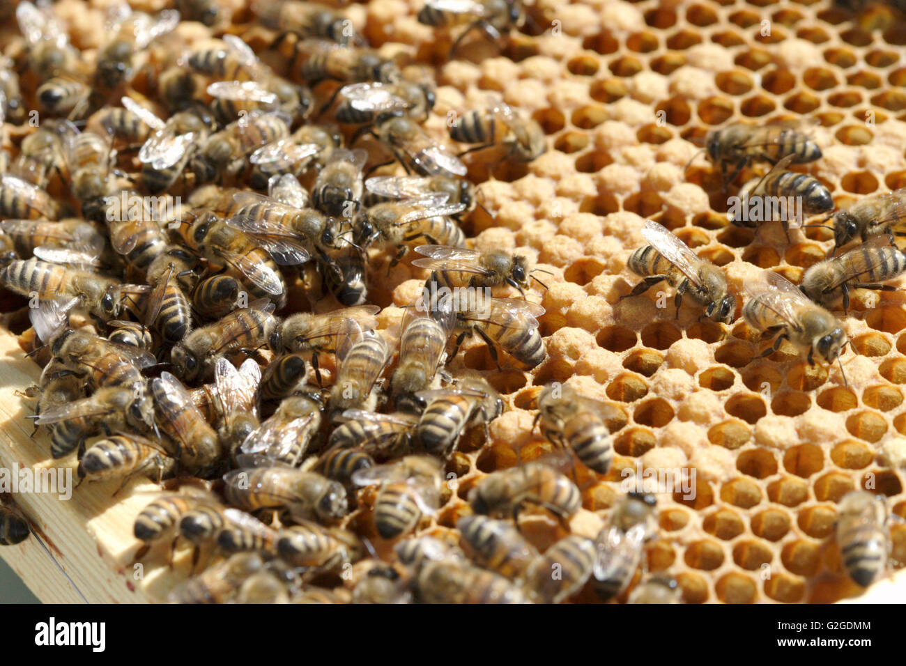 Beekeping Stockfoto