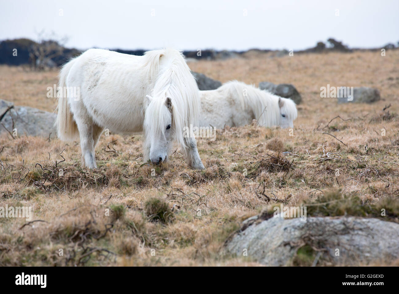 Ein Dartmoor Pony Weiden auf Moorland Dartmoor National Park Devon Uk Stockfoto